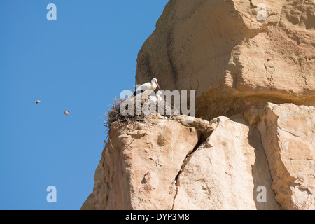 White storks (Ciconia ciconia) nesting in a clay cliff, Tramaced, Spain Stock Photo