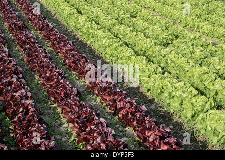 Salad lettuce lines rows field Stock Photo