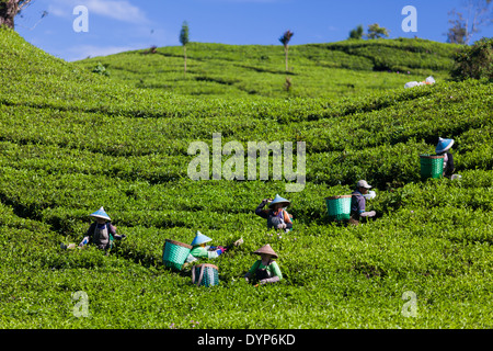 People harvesting tea (Camellia sinensis) on tea plantation near Ciwidey, West Java, Indonesia Stock Photo