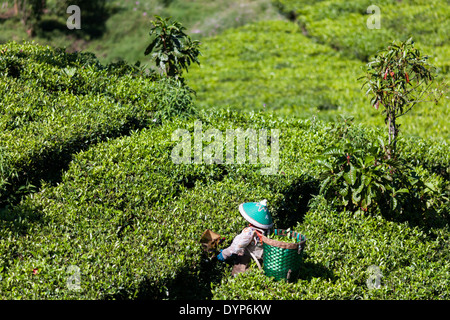 Woman harvesting tea (Camellia sinensis) on tea plantation near Ciwidey, West Java, Indonesia Stock Photo
