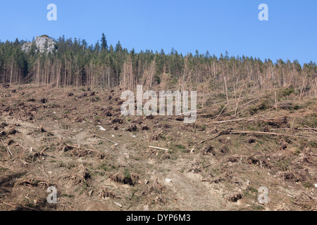 Lots of trees broken by strong mountain wind called “halny” in Chocholowska Valley, Tatra Mountains, Poland Stock Photo