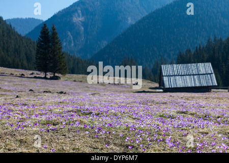 Wild spring crocuses in Chocholowska Valley, Tatra Mountains, Poland Stock Photo