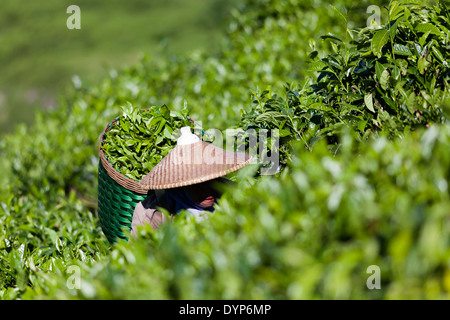 Woman in the conical hat with basket full of fresh cut tea leaves on tea plantation near Ciwidey, West Java, Indonesia Stock Photo