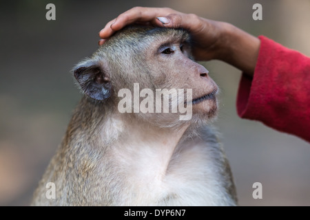 Human hand on monkey’s (probably crab-eating macaque also known as long-tailed macaque) head in Angkor near Siem Reap, Cambodia Stock Photo