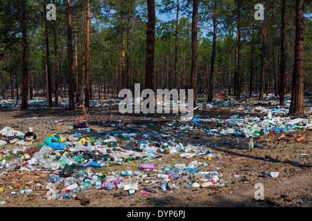 The litter in the forest near Khuzhir on Olkhon Island, Lake Baikal, Russia Stock Photo