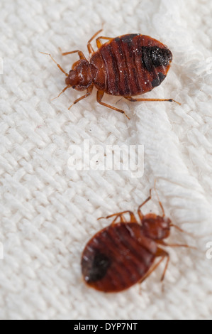 Bed Bugs (Cimex lectularius) an emerging pest species, on an embroidered bed sheet, Spain Stock Photo