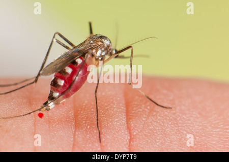 Aedes triseriatus mosquito female biting on human skin Stock Photo - Alamy