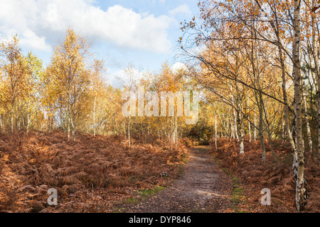Woodland path through silver birch trees in bright autumn colours with brown bracken at Frensham Pond, Surrey, UK Stock Photo
