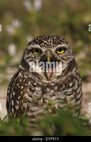 A Burrowing Owl calling from near its den. Stock Photo