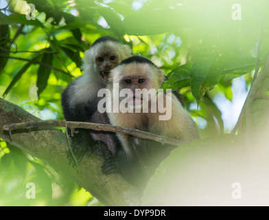 A pair of angry White-faced Capuchin monkeys (Cebus capucinus) in rain-forest. Costa Rica. Stock Photo