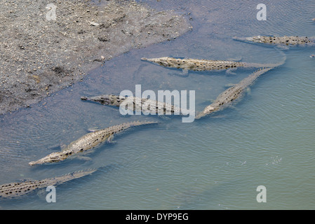 Crocodiles (Crocodylus acutus) rest along bank of Rio Tarcoles. Costa Rica. Stock Photo