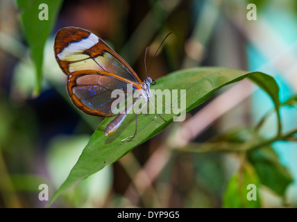 A glass-winged butterfly (Greta oto) on a green leaf. Monteverde, Costa Rica.