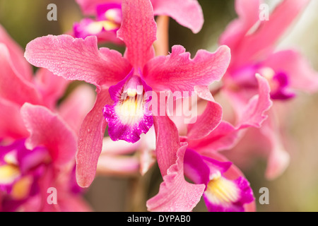 laelia orchid Splendid Spire 'Rose Midnight', Santa Barbara Orchid Estate, Santa Barbara, California, United States of America Stock Photo