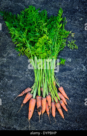 Bunch of orange carrots fresh from garden with dirt on gray stone background Stock Photo