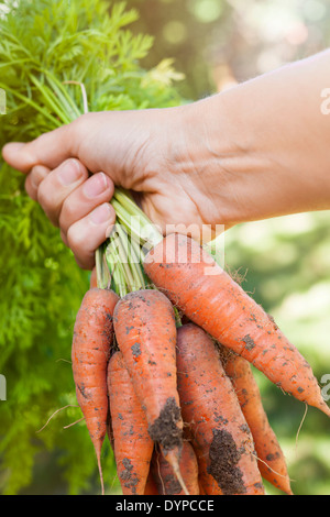 Hand holding bunch of fresh organic homegrown carrots harvested from garden with dirt Stock Photo