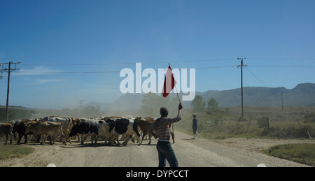 Farmworkers herding cattle near Stanford in the Overberg District Municipality in the Western Cape province, South Africa. Stock Photo