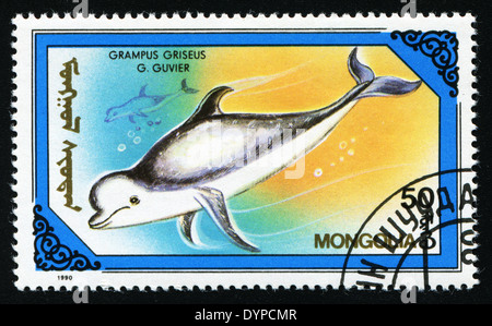 lMONGOLIA - CIRCA 1990: A stamp printed in the Mongolia, shows the grampus griseus, circa 1990 Stock Photo