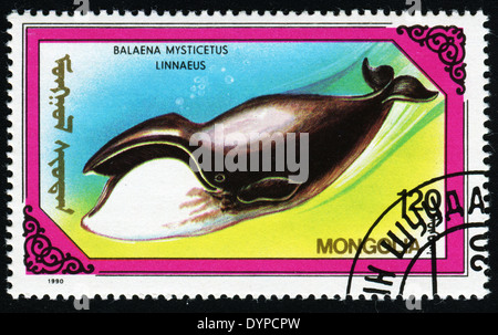 MONGOLIA - CIRCA 1990: A stamp printed in the Mongolia, shows the Bowhead whale (Balaena mysticetus), circa 1990 Stock Photo