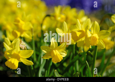 Narcissus pseudonarcissus (commonly known as wild daffodil or Lent lily) is a perennial flowering plant. Stock Photo