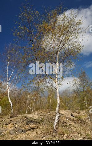 Silver Birch - Betula pendula Trees in Spring in Old Cotswold Quarry Stock Photo