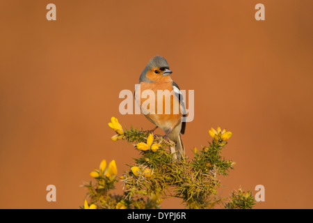 Male chaffinch, Latin name Fringilla coelebs, perched on a flowering gorse bush in early morning light Stock Photo