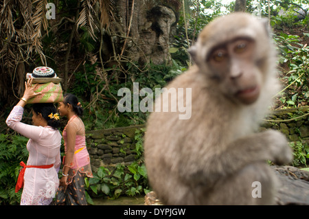 Many women turn to the Holy Book Monkey Forest to pray and leave offerings for the celebration of Galungan. Galungan festival, Stock Photo