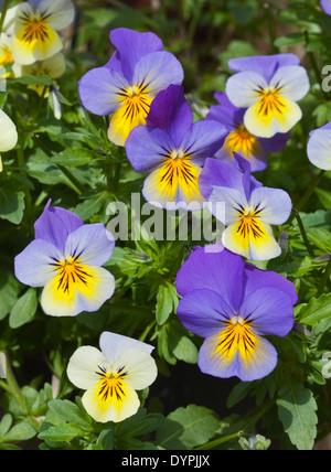 Violas Stock Photo