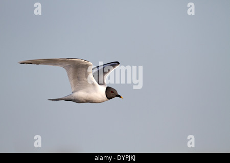 Sabine's Gull, Xema sabini, in flight Stock Photo