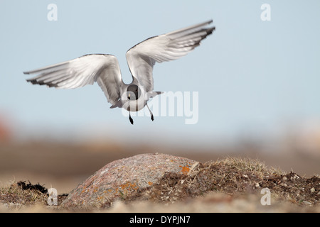 Sabine's Gull, Xema sabini, taking off Stock Photo