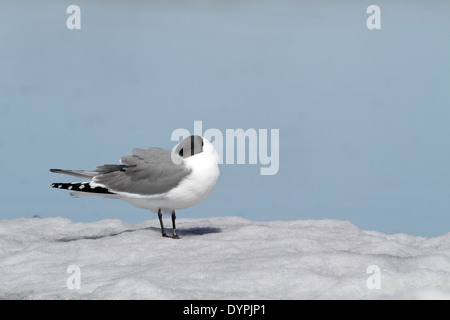 Sabine's Gull, Xema sabini, roosting on ice Stock Photo