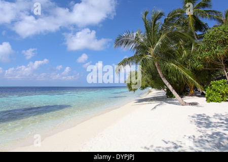 Palm tree on the beach on the island of Vilamendhoo in the Maldives Stock Photo