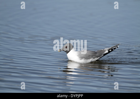 Sabine's Gull, Xema sabini, sitting on water Stock Photo