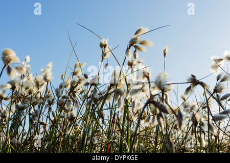 Common Cotton-grass, Latin name Eriophorum angustifolium, also known as cottongrass or cottonsedge Stock Photo