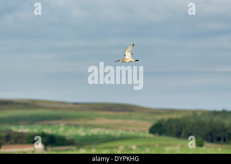 Eurasian Curlew, Latin name Numenius arquata, flying over farmland at Sleddale in the North York Moors National Park Stock Photo