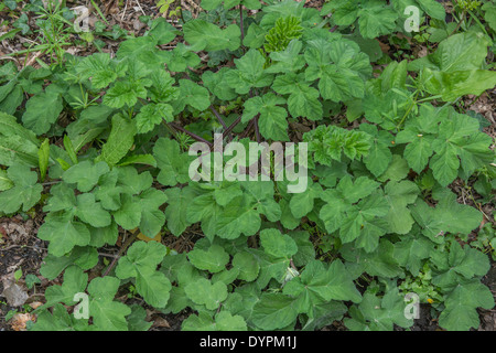 Common Hogweed / Cow Parsnip - Heracleum sphondylium - early pre-flowering foliage (April). Cow parsley family. Stock Photo