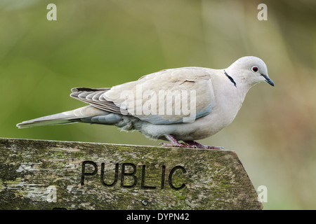 Eurasion collared dove, Latin name Streptopelia decaocto, perched on a public footpath sign Stock Photo