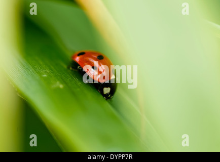 Slightly out-of-focus close up of single ladybird (ladybug) on bamboo leaf, pointign down right; portrait format. Stock Photo