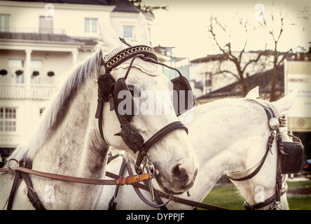 Horses in harness on a city street with retro filter effect Stock Photo