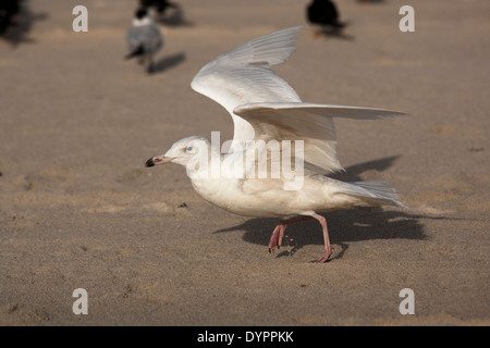 Glaucous Gull - Pompano Beach, Florida USA Stock Photo