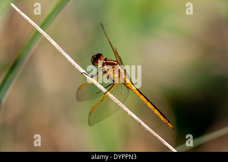 Needham's Skimmer - Birch State Park - Fort Lauderdale, Florida USA Stock Photo