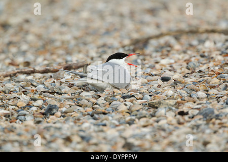 Common tern, latin name Sterna hirundo, sitting among broken sea shells and calling Stock Photo