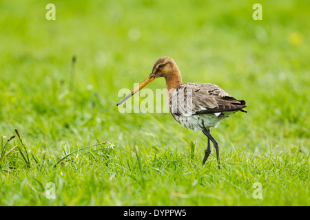 Black-tailed godwit, latin name Limosa limosa, male, standing in a grassy meadow Stock Photo