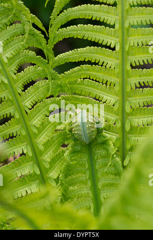 Athyrium Filix Femina. Lady fern unfurling in spring Stock Photo
