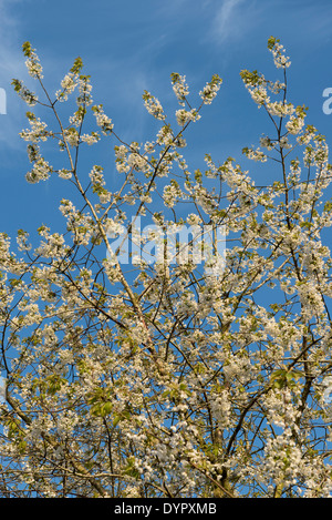 Blossom on a wild cherry tree, Prunus avium, against a blue spring sky Stock Photo