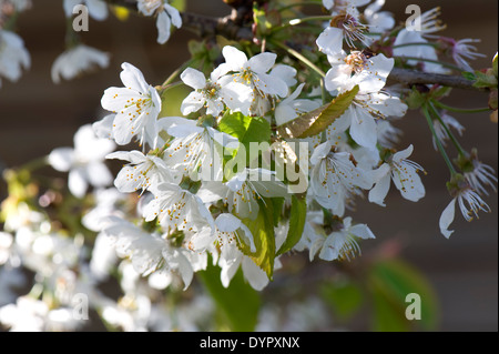 Blossom on a wild cherry tree, Prunus avium, in spring Stock Photo