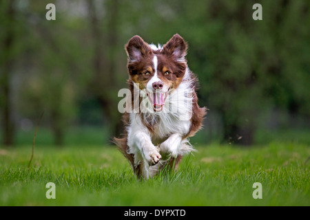 Happy border collie (Canis lupus familiaris) dog running in garden Stock Photo