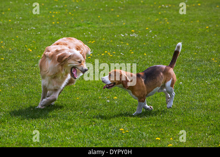 Golden retriever and beagle dog running and playing in garden Stock Photo