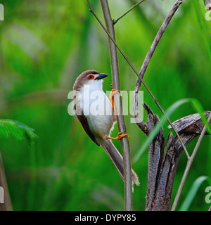 Beautiful Yellow-eyed Babbler bird (Chrysomma sinense), standing on a branch, side profile Stock Photo