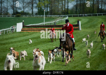 Huntsman blowing horn with hounds point to point Stock Photo