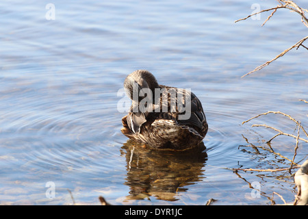 A female mallard duck preening. Stock Photo